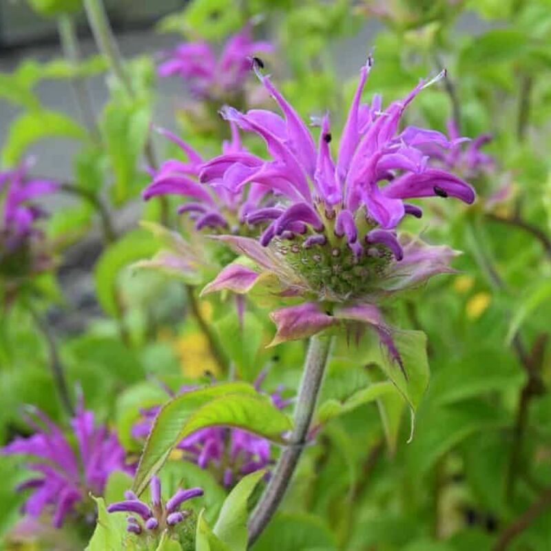 Monarda 'Präirenacht' (Prairie Night) ---